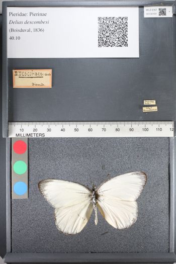 Media type: image;   Entomology 130191